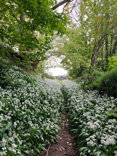 Photo of a holloway - a sunken pathway - leading to a wooden five-bar gate into a field beyond. The ground is absolutely carpeted with the white flowers of wild garlic on a bed of lush green leaves, with just a narrow trodden earth path through the middle. The ground slopes up on the left to meet the trees growing up from the bank. The branches of trees on either side reach out over the path, creating a tunnel that narrows down to an oval window of bright light at the end. The trees are clothed in spring green leaves, blocking out light from the path itself, only a glimpse of sky through gaps in the canopy.