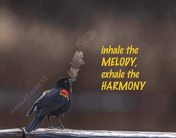 A  male Red-winged Blackbird with a vibrant orange patch on its shoulders is standing on a wooden rail, with stylized smoke rising from its beak right after singing.
Inspirational text is overlaid onto the image, reading "inhale the MELODY, exhale the HARMONY," encouraging a sense of peace and musicality.
