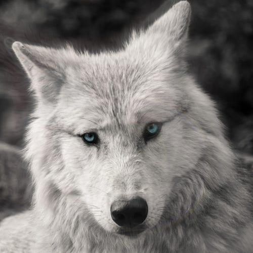 This is a spark render of Mother Wolf III. She's a white wolf and the Spirit Augmented Refraction C process emphasizes her eyes and shows her spirt flowing, which is evident in the shadows around her ears. If you are a spirit-sensitive, you'll hear a faint tubular bell ringing if you meet her eyes. I'm not musically inclined, so I don't know what note it is.