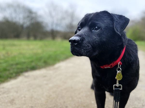Diagonal head and shoulders portrait of an adult male black Labrador cross dog, looking from left to right in the frame. There is blurred parkland in the background and a gravel path sweeping off to the right.