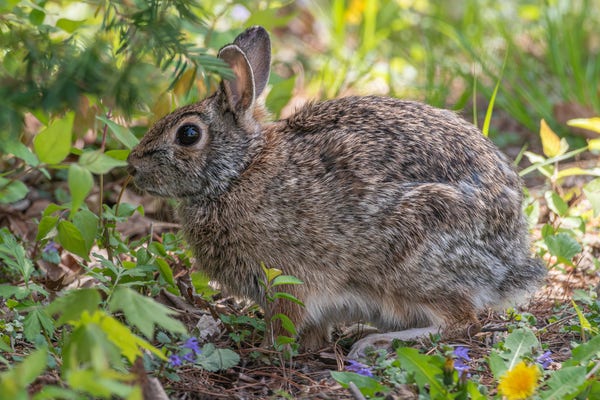 Photograph of a cottontail rabbit sitting among spring grasses, flowers, and other green foliage. The rabbit is facing left leaving one eye visible. Cottontail rabbits have brown and white mottled fur with a white fur underbelly and under-tail which they flash when running. Cottontails have proportionally large ears and eyes and a typical rodent muzzle.
