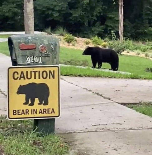 A black bear standing in a driveway near a yellow sign that reads, Caution Bear in Area.