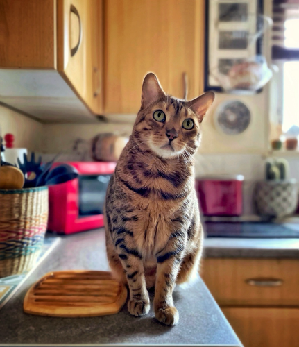 Sweet bengal cat Neko sitting on the kitchen counter near the refrigerator staring at me using his Jedi kitty mind tricks in pursuit of a tuna treat.