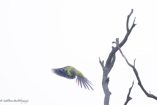 A Regent Parrot has just taken off from a dead branch.  Its tail is very spread.  The colours are somewhat muted due to the mist and the sky is completely whited out.