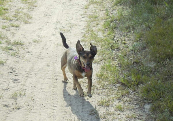 A small dog on a dirt road on a sunny day, its tongue hanging out