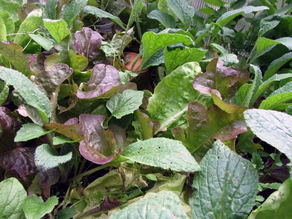 Salatdschungel im Frübeet: Pflücksalat, roter Kopfsalat, Borretsch und ein paar andere Pflanzen. 