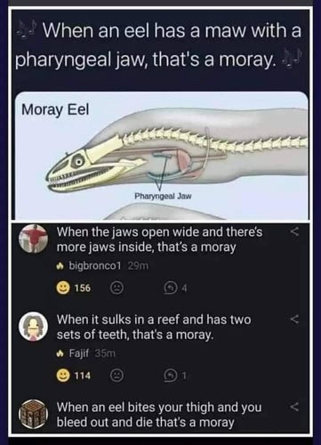 Screengrab from twitter. Top image is a Moray eel diagram showing its pharyngeal jaw (internal teeth). Text is: When an eel has a maw with a pharyngeal jaw that's moray. Reply is: When the jaws open wide and there's more jaws inside, that's a moray. Next reply is: When it sulks in a reef and has two sets of teeth, that's a moray. Final reply is: When an eel bites your thigh and you bleed out and die that's a moray.