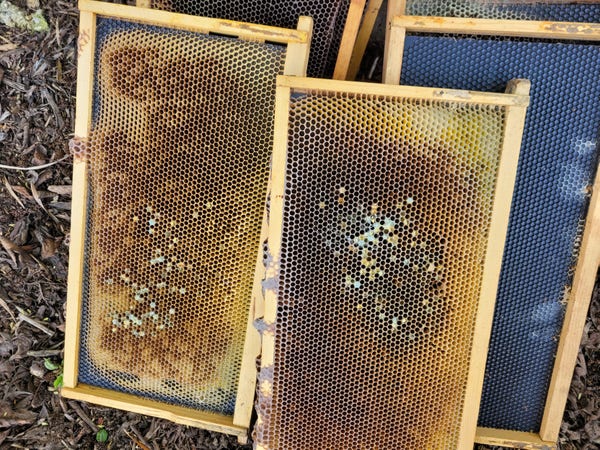 Full size beehive frames coated with white and green mold. Smells strongly of penicillin mold.
