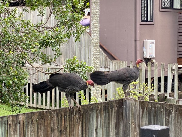 Two Australian bush turkeys standing on a wooden fence. They are chicken sized, black feathers and black tailed with a red head and small yellow wattle. 