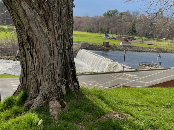 A very large tree grows from a green lawn at Smith College in Northampton, Massachusetts. In the background is a riverway and dam. Beyond that is more green grass, a few brick field buildings and a line of trees yet to leaf out.