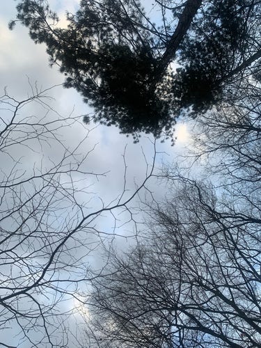 Niebo wśród koron drzew, niebieskie, sporo chmur