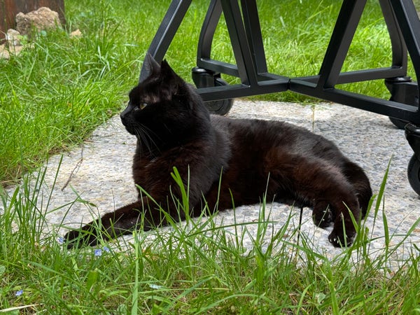 Mars, black cat, lying on a Stone, around him grass
