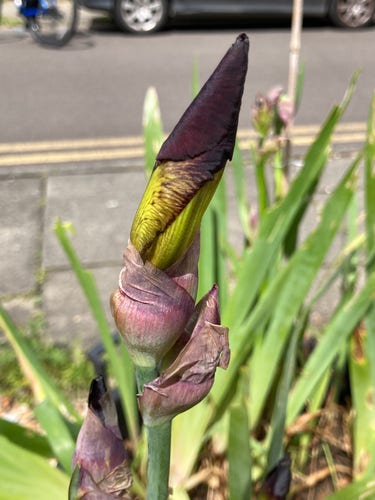 Outside, daytime, close up of a purple & gold iris flower that is still tightly twisted into a point.