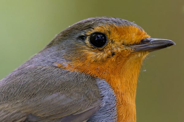 A close-up photograph of a European Robin. You can only see its head and a small part of its body. 