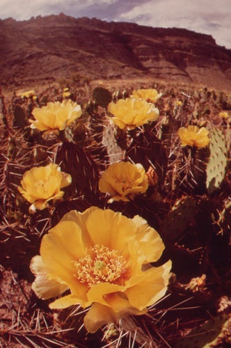 Vintage photo of large yellow flowers in the foreground, in a brown landscape with a brown hill on the horizon. 