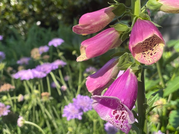Close up of Foxglove flowers with scabiosa flowers in the background 