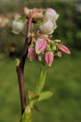 Close-up of a cluster of blueberry flowers about to open.