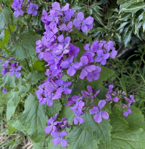 A single honesty plant, with lots of small four-petaled purple flowers rising above large leaves