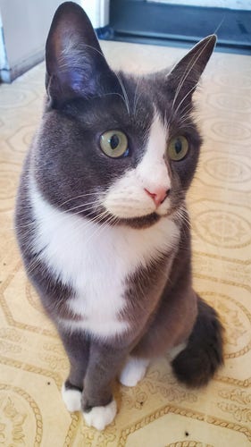My gray tuxedo cat, looking innocent on kitchen floor.