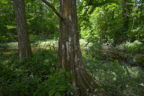 The lower trunks of two  cypress trees in a pocket swamp. The tree in front is heavily marked with white and red lichen. Photo by Peachfront.