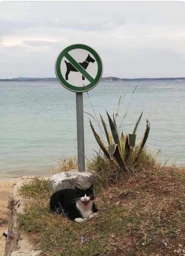 Photo of a black cat with its mouth wide open as in the smile. The cat is posed on the grass at the end of a cliff above the ocean. Behind the cat is a pole with the silhouette of a dog and the line across it, signifying that dogs are not allowed here.
 
