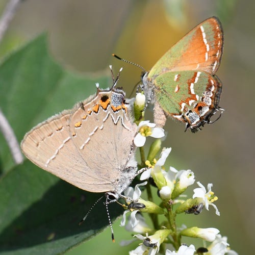 Two hairstreak butterflies on a plant with tiny white flowers. The oak hairstrak on the left is facing down, its wings mostly brown with orange patterning near the edges. The juniper hairstreak on the right is facing up and has bright green and brown wings, with a similar orange banded pattern near the edges.