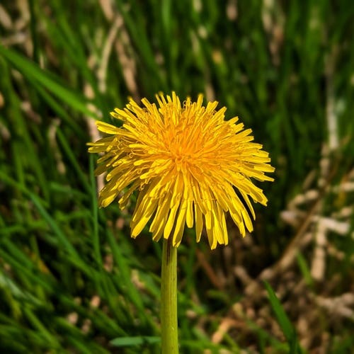 A photograph of a yellow dandelion.