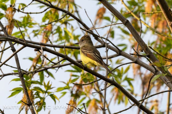 Sun is starting to set behind the camera, casting a yellowish glow on a tree, highlighting the yellow in the feathers of the great crested flycatcher