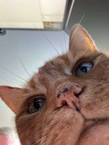 A ginger shorthair cat with little black splodges on his nose looks just above the camera from very close up.