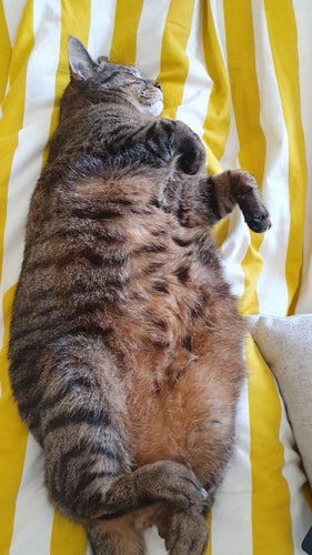 Chat tigré très mignon qui dort sur le dos en montrant son ventre tout doux beige à pois noirs