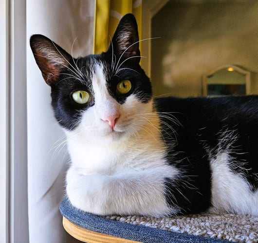 Black and white tuxedo cat with whipsy white eyebrows, sitting on a cat tree.
