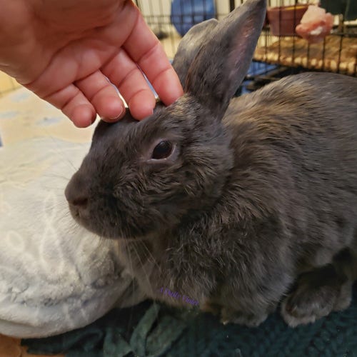 Small grey rabbit with her head lifted to accept pets