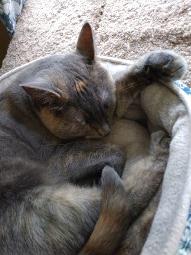 A grey, orange and white dilute tortoiseshell cat is curled up in her bed fast asleep.  One front paw is sticking out, lying on the edge of the bed.  Her beautiful orange and grey striped tail is wrapped around her body.  A small orange dot is in the middle of her grey forehead.