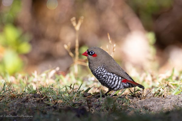 An eye level view of a fire tail finch in the grass.  It has a bright red beak, a vivid red patch behind it's eye and also under it's tail, and beautiful intricate scalloping of the belly feathers.