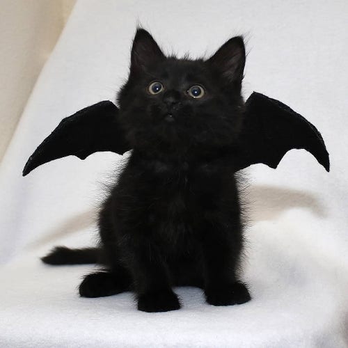 Eine kleine schwarze Katze mit Fledermausflügeln. Ihr Blick ist nach oben gerichtet.