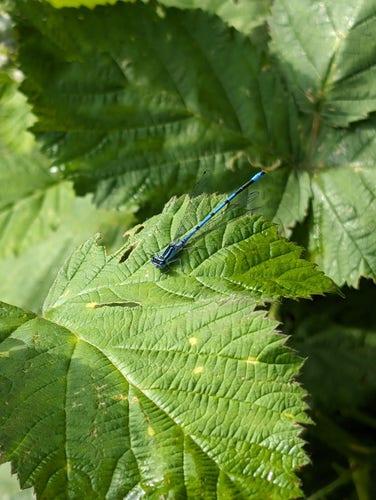 A photo of a blue dragonfly on the leaf of a berry bush