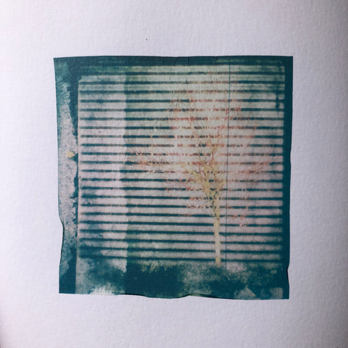 A blooming tree in front of a mall wall. Polaroid emulsion lift.