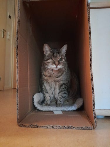 Yoshi One-Eye sits in a box.