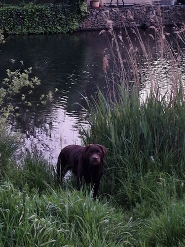 A chocolate brown Labrador standing on the grassy area, water behind her, she just came out of the water and is looking at the camera.