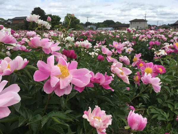 Pink peony flowers on the field