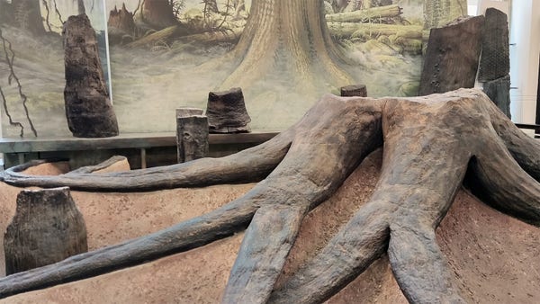 This fossil looks like a tree trunk dug up to show large roots. It's shades of brown, placed on a faux sand-line base. Behind is a mural of how it may have looked 300 million years ago. 