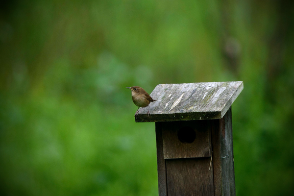 House Wren, facing left, perched on the edge of a weathered wooden bird house against an intentionally blurred background of spring green leaves - small bird that is plain brown overall, paler underneath, dark eye, slightly decurved pointy bill