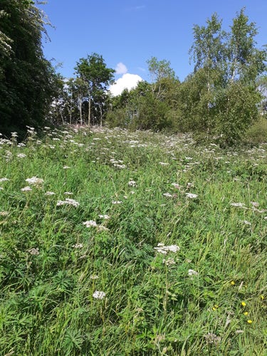 A wildflower meadow, mainly umbellifers, some buttercup and red campion in the background. Sunny day with blue skies.