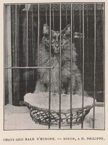 Photo "Chat gris male d'Europe. -- Minon, A M. Philippe"
Le chat est dans une cage avec la porte ouverte. Le caht a un regard de tueur.