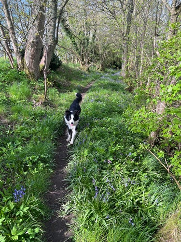 Phot: a Border Collie runs to catch up through the woods