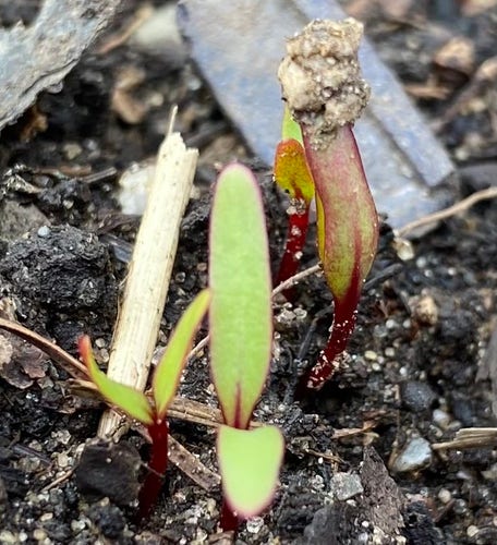 Close-up of young beet with reddish stems and green leaves emerging from the soil.