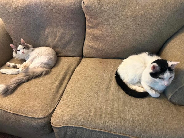 Two white cats, one with grey markings and one with black markings, sitting on opposite ends of a sofa. Both cats are curled up comfortably.