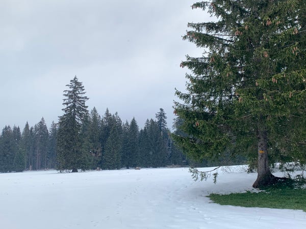 Typische Freiberger Landschaft: Freistehende Tannengruppen auf leicht gewellter, schneebedeckter Ebene. Der Schnee ist gut begehbar, orientieren muss man sich für einmal an den gelben Rauten.