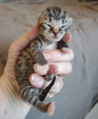A day-old brown tabby kitten held in my wife's hand. The kitten is primarily black, brown, and gray tiger stripes with white tipped paws and a white muzzle. Her eyes are completely shut and you can barely see her tiny ears.