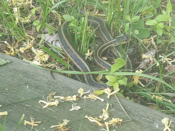black snake with brown lengthwise stripes, chilling in grass next to a piece of wood